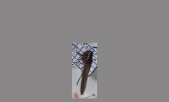 蝗虫