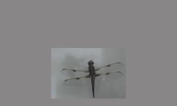 蜻蜓