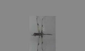 蜻蜓