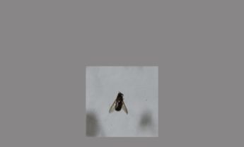 甲虫