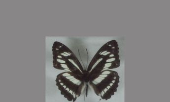 玉杵带蛱蝶