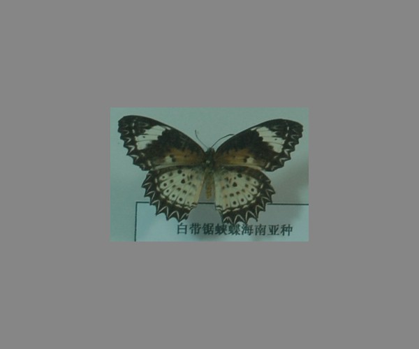 白带锯蛱蝶海南亚种