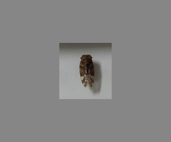 蝉