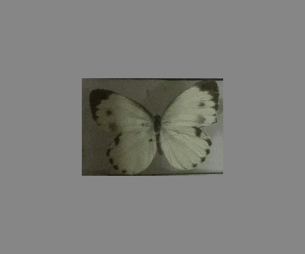 东方菜粉蝶