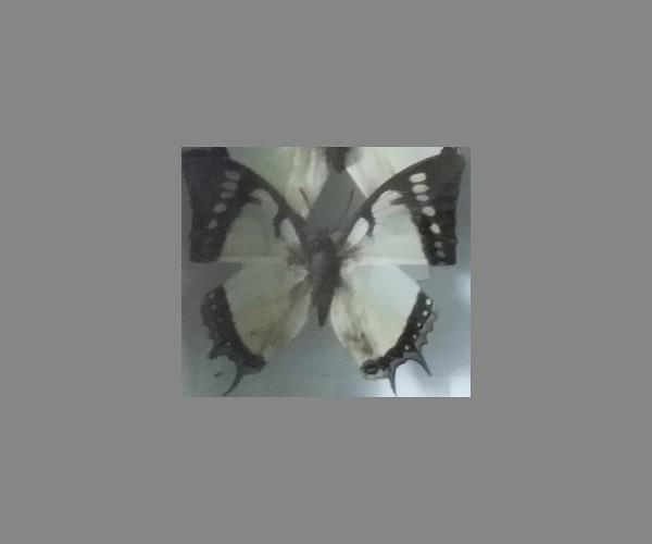 针尾蛱蝶