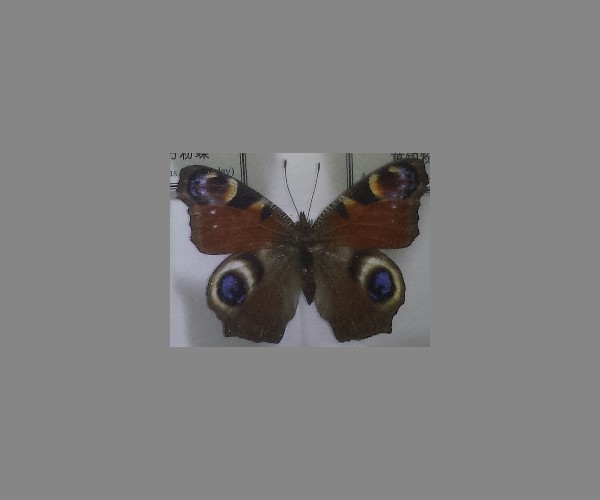 孔雀蛱蝶