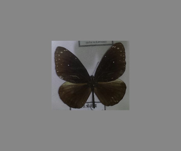 蓝点紫斑蝶