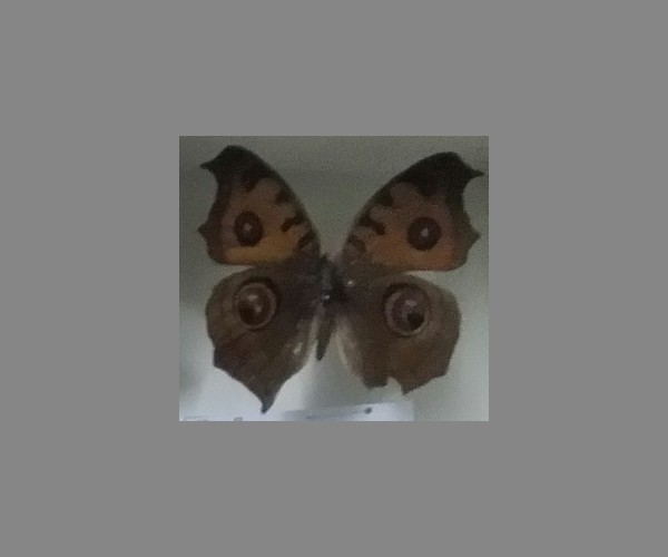美眼蛱蝶