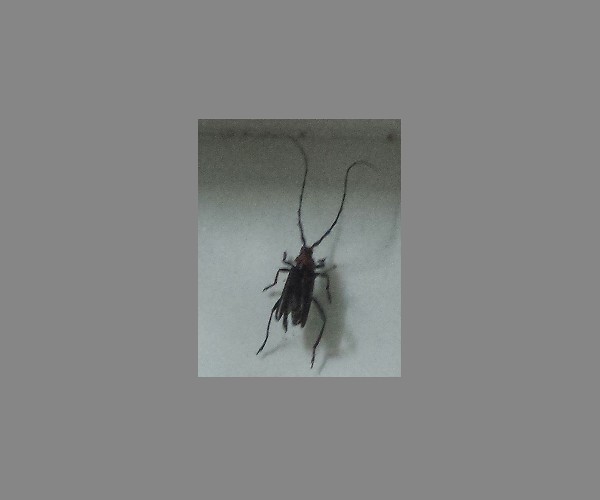 桃红颈天牛