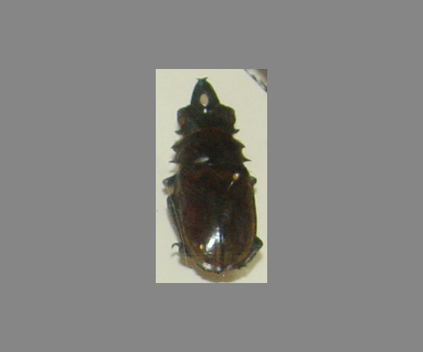 锹甲