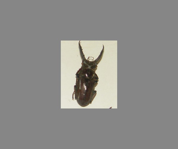 锹甲