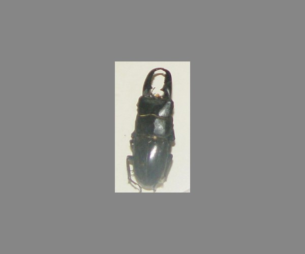 锹甲
