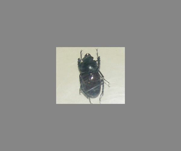 锹甲