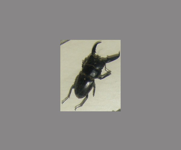 锹甲