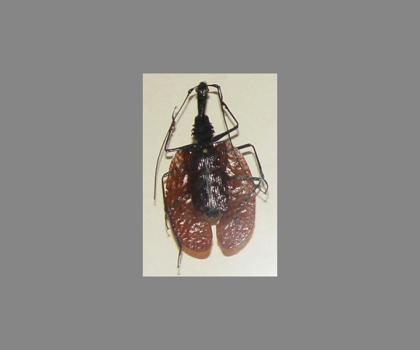 小提琴甲虫