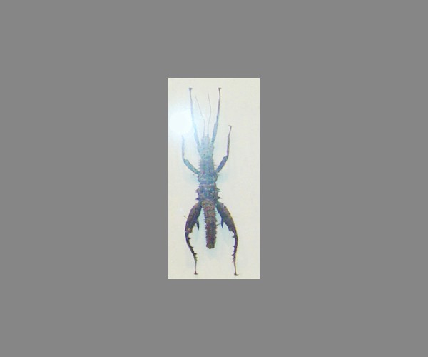 竹节虫