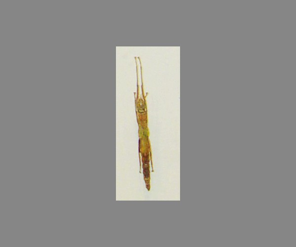 竹节虫