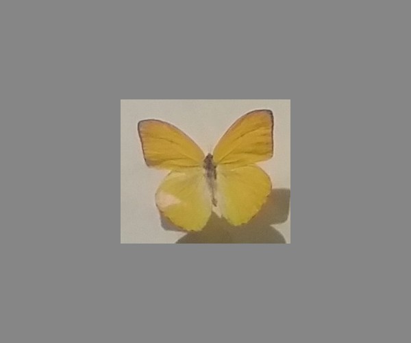 粉蝶科