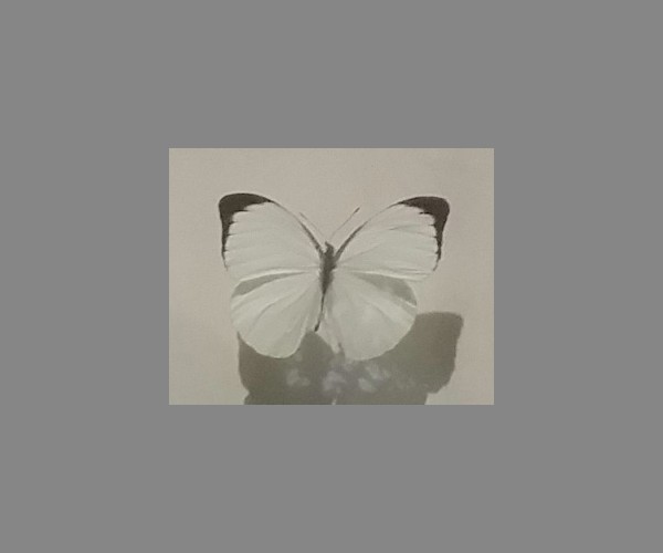 粉蝶科