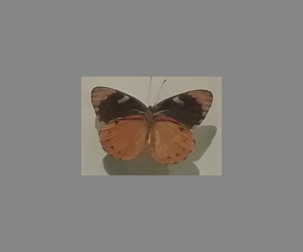 粉蝶科