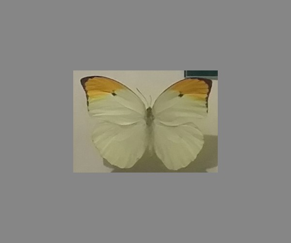 粉蝶科
