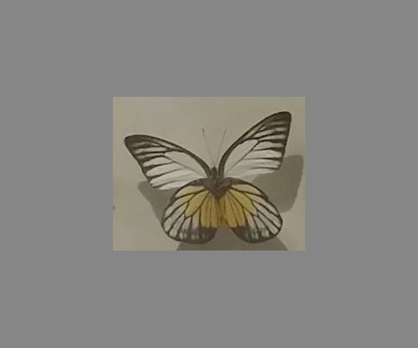 粉蝶科