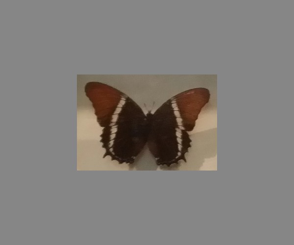 红端帘蛱蝶