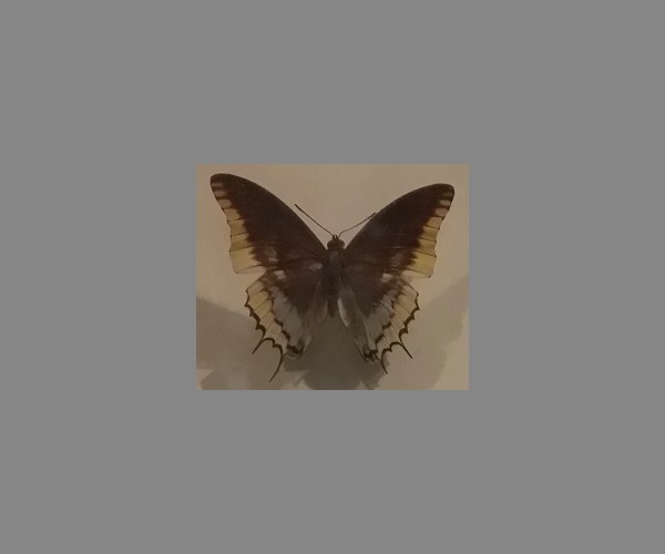 黄缘螯蛱蝶