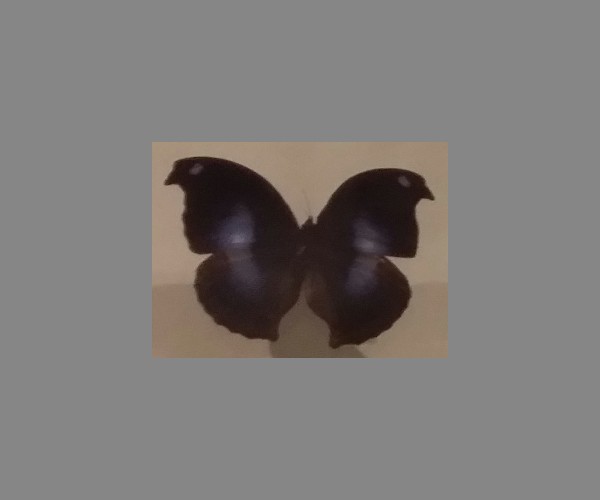 蛱蝶科