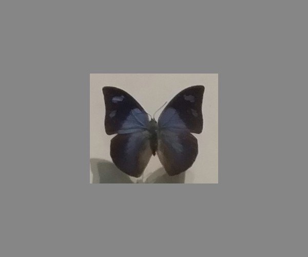 尖蛱蝶