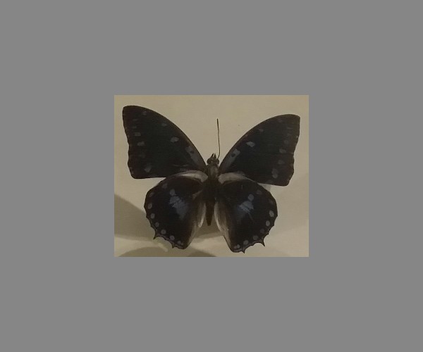 蓝带螯蛱蝶