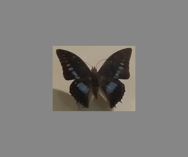 王螯蛱蝶