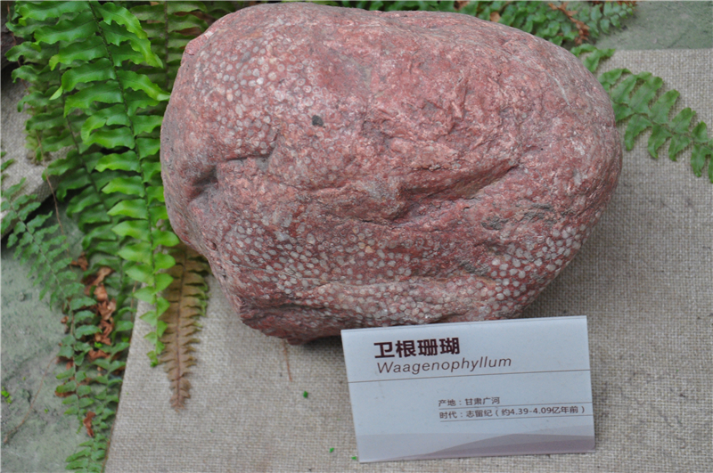 珊瑚化石