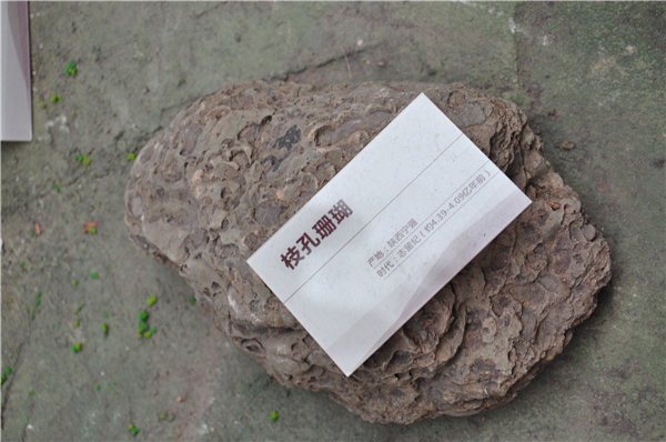 枝孔珊瑚化石