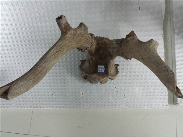 东北马鹿头骨