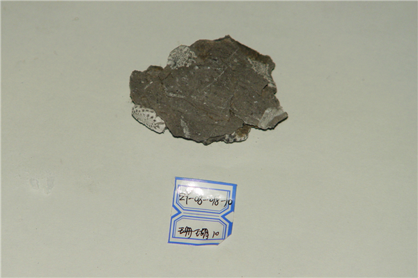 珊瑚化石