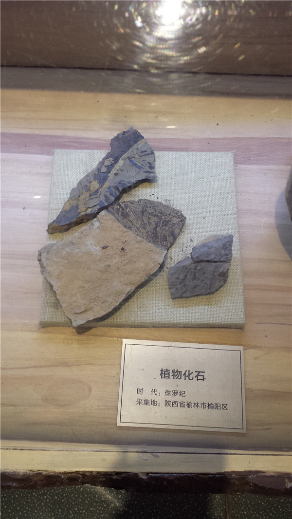 植物化石