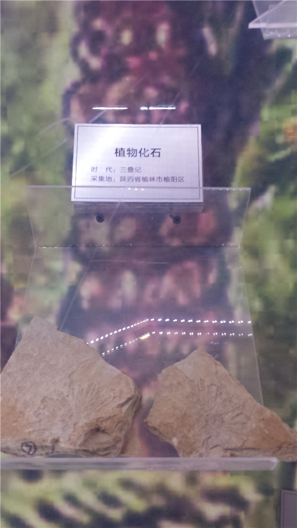 植物化石
