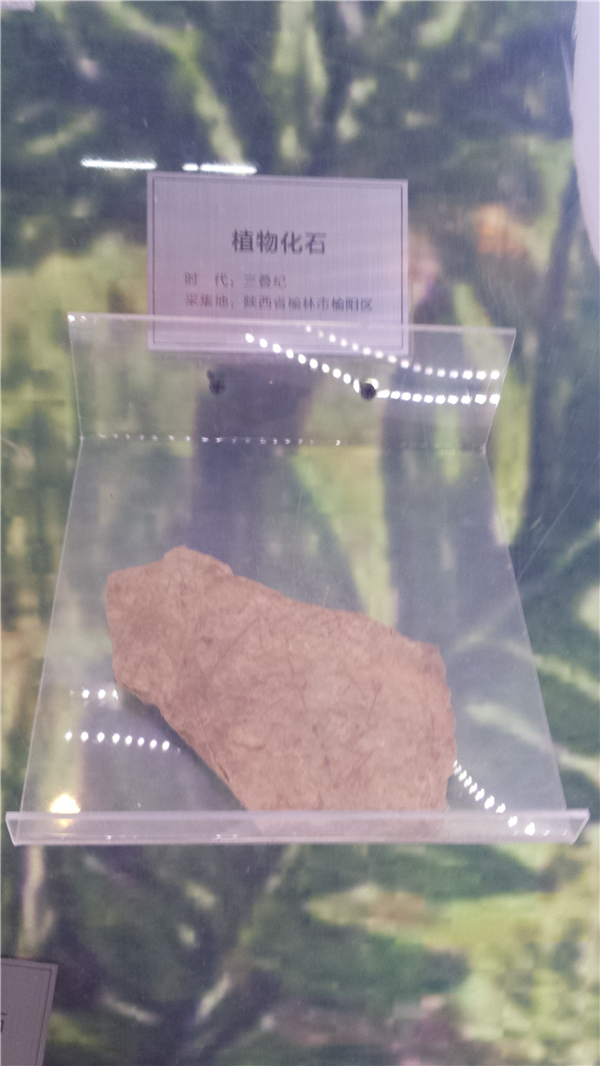 植物化石