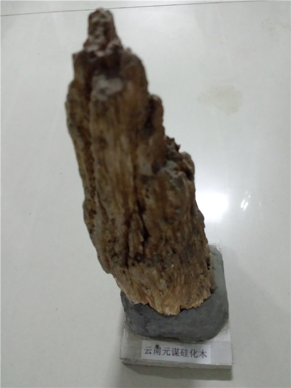 硅化木化石