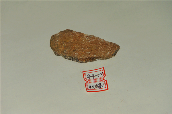 牛类股骨化石