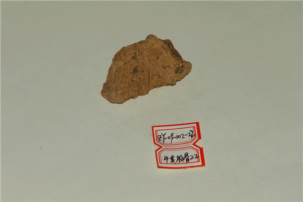牛类股骨化石