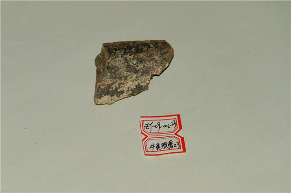 牛类股骨化石