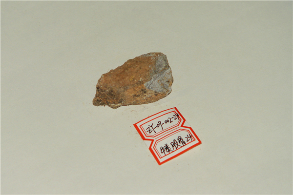 牛类股骨化石