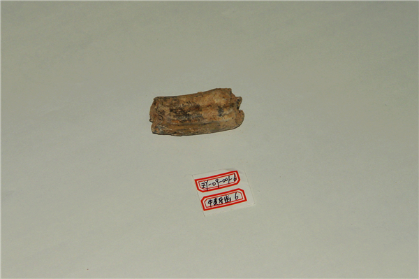 牛类牙齿化石