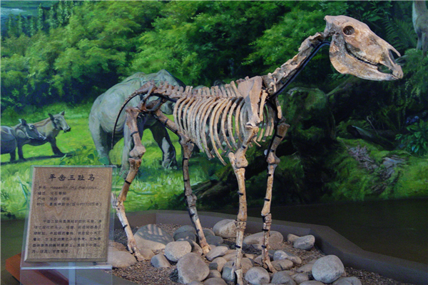 平齿三趾马骨架化石