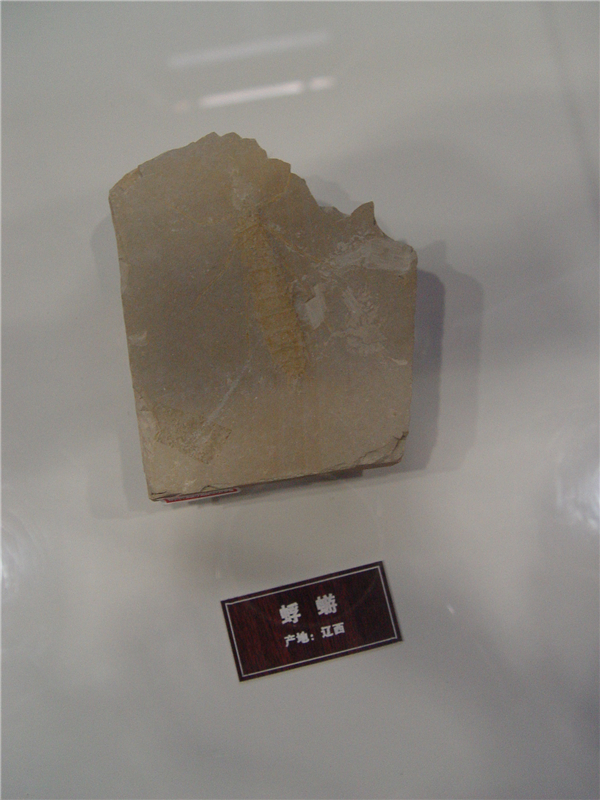 古蜉蝣化石