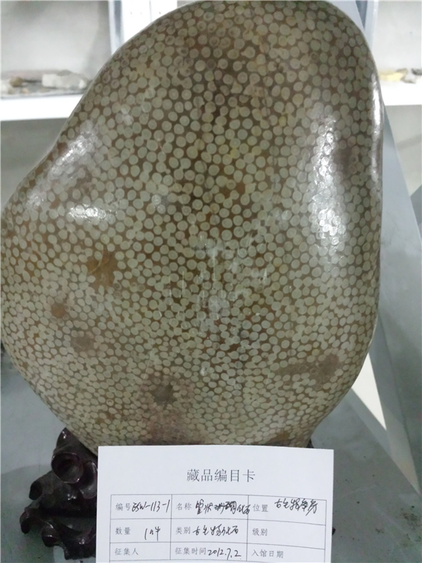 管状珊瑚化石