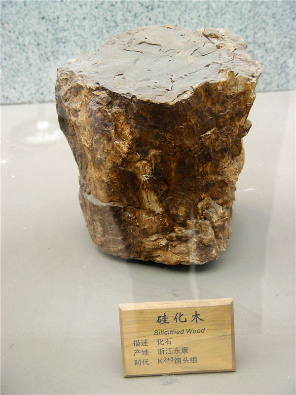 硅化木化石