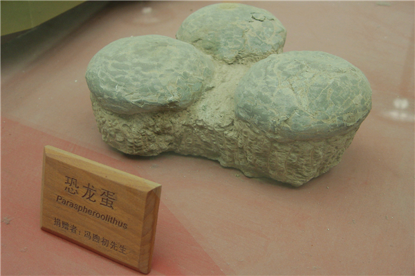 恐龙蛋化石